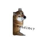 柴犬ししまる（個別スタンプ：3）