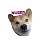 柴犬ししまる（個別スタンプ：4）