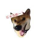 柴犬ししまる（個別スタンプ：5）