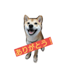 柴犬ししまる（個別スタンプ：6）