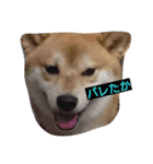 柴犬ししまる（個別スタンプ：7）