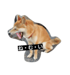 柴犬ししまる（個別スタンプ：8）