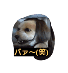 marom（個別スタンプ：3）