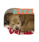marom（個別スタンプ：4）