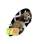 marom（個別スタンプ：7）