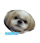 dog  shih-tzu J（個別スタンプ：1）