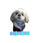 dog  shih-tzu J（個別スタンプ：2）