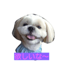 dog  shih-tzu J（個別スタンプ：3）