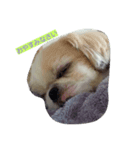 dog  shih-tzu J（個別スタンプ：4）