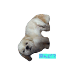 dog  shih-tzu J（個別スタンプ：5）