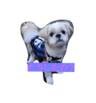 dog  shih-tzu J（個別スタンプ：6）