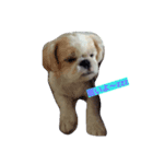 dog  shih-tzu J（個別スタンプ：7）