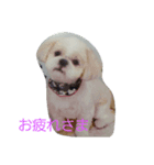 dog  shih-tzu J（個別スタンプ：8）