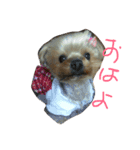 ぷぅたん（個別スタンプ：1）