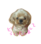 ぷぅたん（個別スタンプ：6）