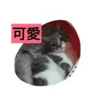 にゃんまると変なお友達（個別スタンプ：16）