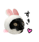 にゃんもかにゃん（個別スタンプ：1）