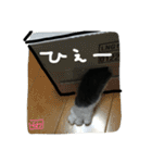 にゃんもかにゃん（個別スタンプ：11）