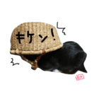 にゃんもかにゃん（個別スタンプ：14）