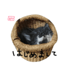 にゃんもかにゃん（個別スタンプ：27）
