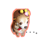 ロングチワワ〜ここあ＆みるく（個別スタンプ：6）