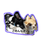 ロングチワワ〜ここあ＆みるく（個別スタンプ：7）