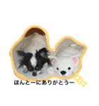 ロングチワワ〜ここあ＆みるく（個別スタンプ：9）