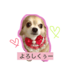 ロングチワワ〜ここあ＆みるく（個別スタンプ：11）