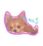 ロングチワワ〜ここあ＆みるく（個別スタンプ：12）