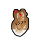 ロングチワワ〜ここあ＆みるく（個別スタンプ：13）