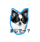 ロングチワワ〜ここあ＆みるく（個別スタンプ：14）