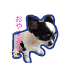 ロングチワワ〜ここあ＆みるく（個別スタンプ：18）