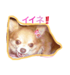ロングチワワ〜ここあ＆みるく（個別スタンプ：19）