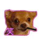 ロングチワワ〜ここあ＆みるく（個別スタンプ：21）