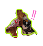 ロングチワワ〜ここあ＆みるく（個別スタンプ：24）