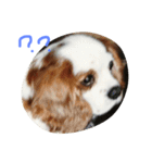 Mydog Rio（個別スタンプ：1）