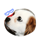 Mydog Rio（個別スタンプ：2）