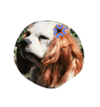 Mydog Rio（個別スタンプ：3）