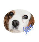 Mydog Rio（個別スタンプ：4）