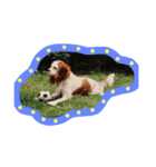 Mydog Rio（個別スタンプ：5）