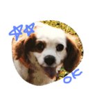 Mydog Rio（個別スタンプ：7）