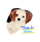 Mydog Rio（個別スタンプ：8）