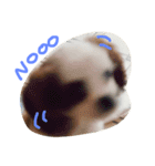 Mydog Rio（個別スタンプ：9）