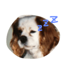 Mydog Rio（個別スタンプ：10）