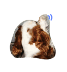Mydog Rio（個別スタンプ：12）