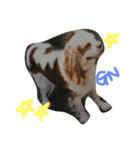 Mydog Rio（個別スタンプ：13）