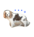Mydog Rio（個別スタンプ：14）