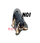 我が家のチワワ♡モコちゃん①（個別スタンプ：1）