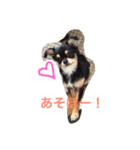 我が家のチワワ♡モコちゃん①（個別スタンプ：2）