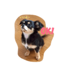 我が家のチワワ♡モコちゃん①（個別スタンプ：5）